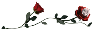 Rose rosse Rose rosse
